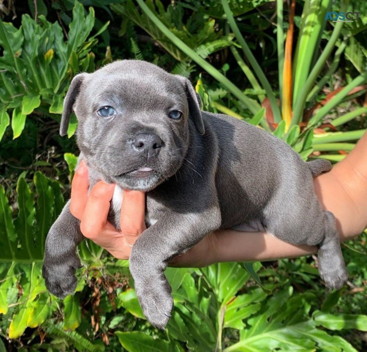 Staffordshire Bull Terrier Puppies for s