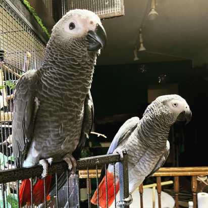 African Grey Parrots