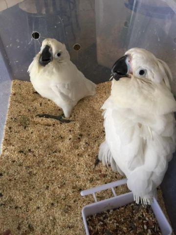 Umbrella Cockatoo parrots