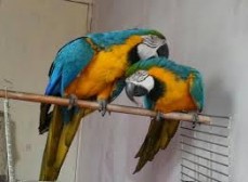 Blue and Gold Macaw