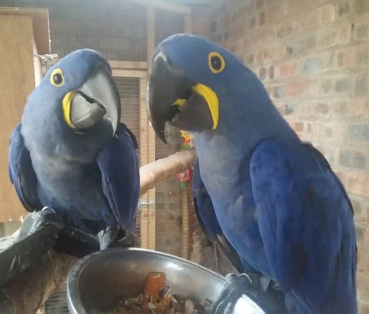 Hyacinth Macaw parrots