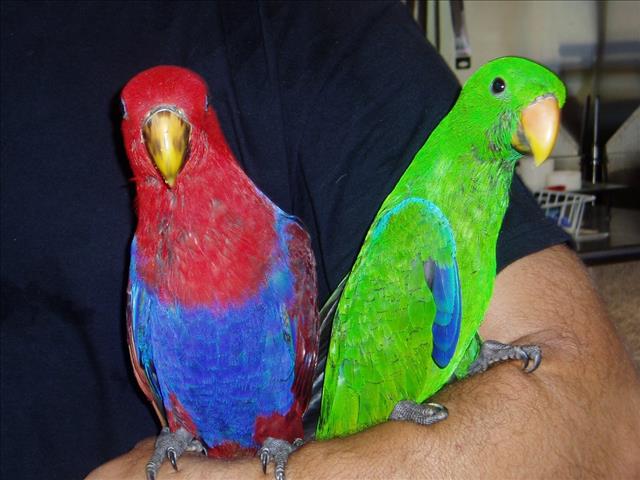 Pair of Eclectus parrots  