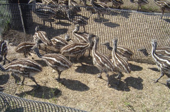 Emu chicks and fertile emu eggs