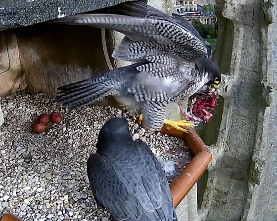 peregrine falcon birds