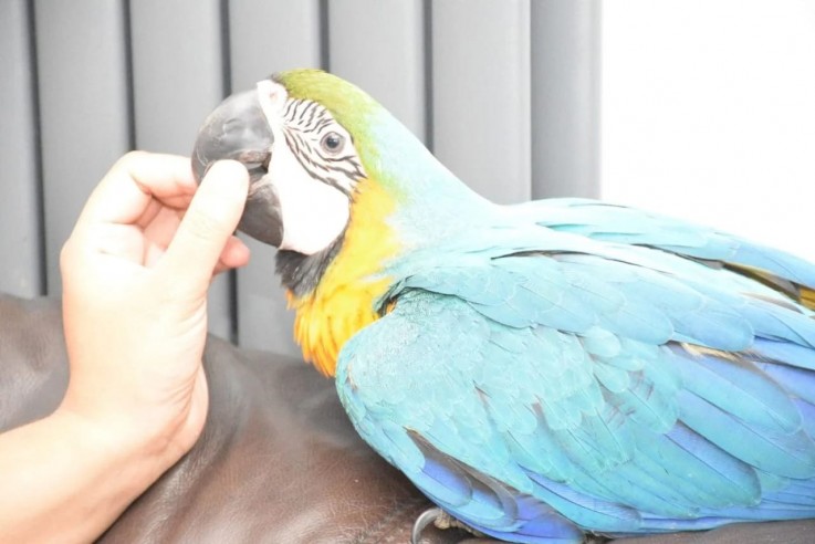 Africa Grey and Macaw For Sale