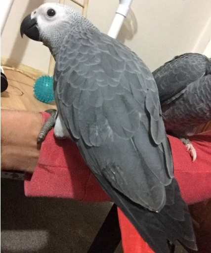 Tame & Talking African Grey