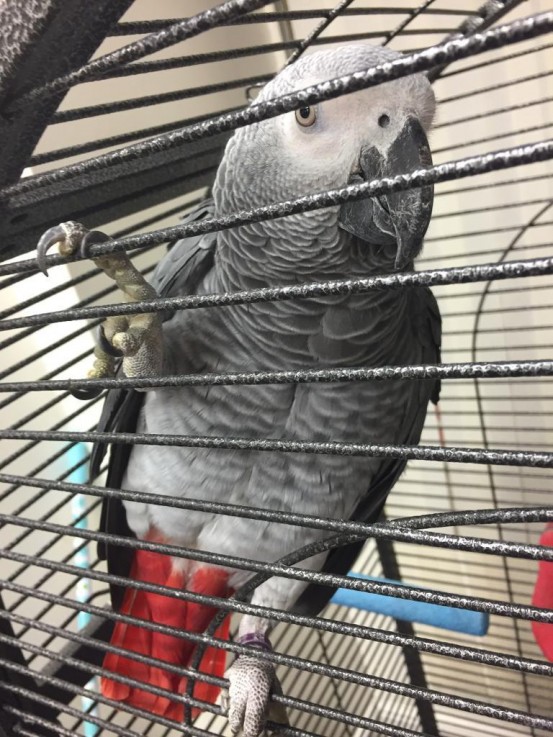 Tame & Talking African Grey