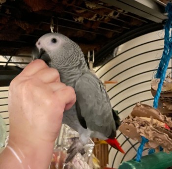 Tame African Grey Parrots