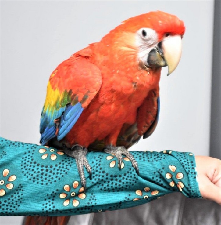 Baby Scarlet Macaw Parrot