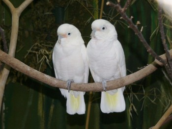 White Cockatoo Pair Semi Tamed