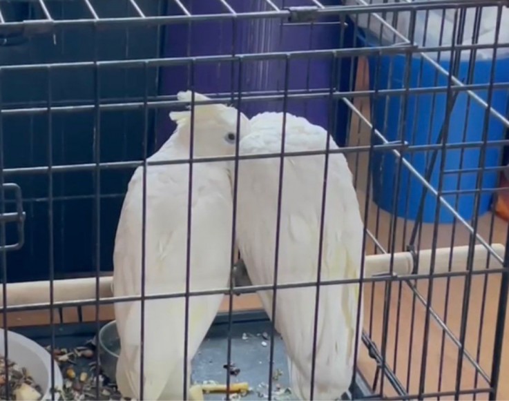 White Cockatoo Pair Semi Tamed