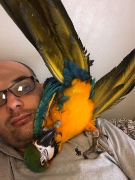 Super Tame Blue and Gold Macaw