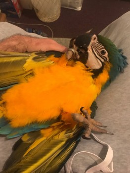 Super Tame Blue and Gold Macaw