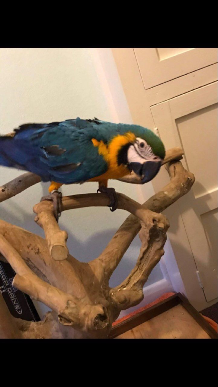 Super Tame Blue and Gold Macaw