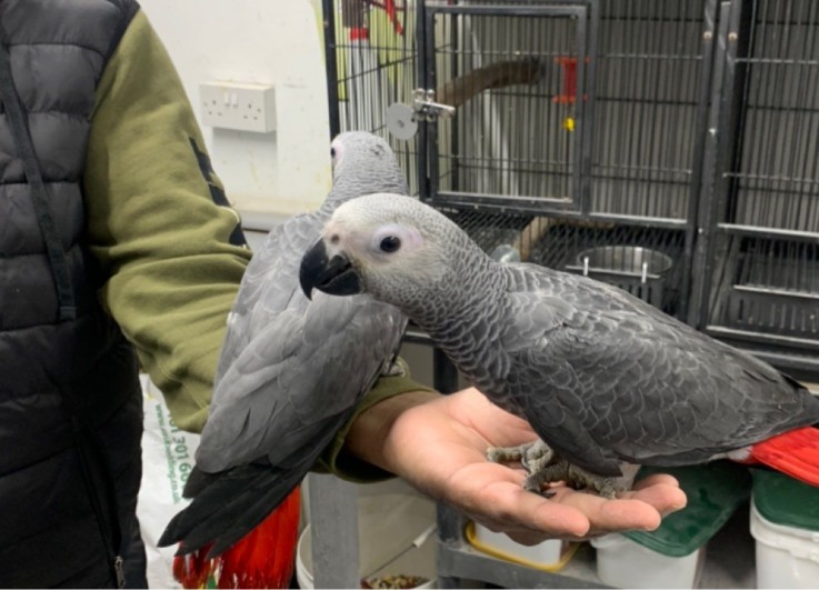 Baby African Grey Parrots For Sale