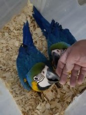 Tamed Blue And Gold Macaw Parrots