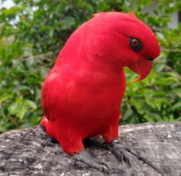 FERTILE PARROTS EGGS AND PARROT BIRDS