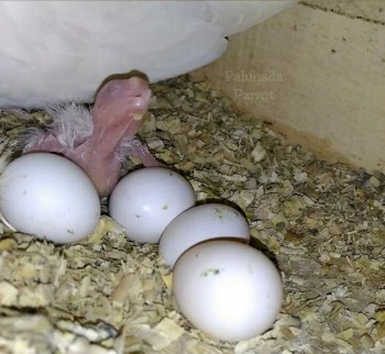 Fertile Parrot egg