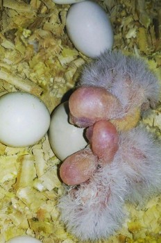 Fertile Parrot egg