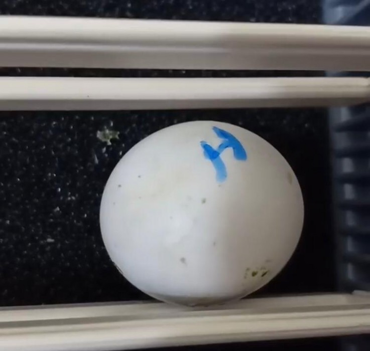 Fertile Parrot egg