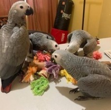 African grey parrots 