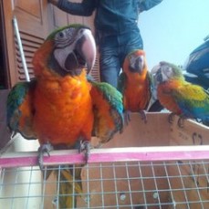 Blue and Gold Macaw Parrots