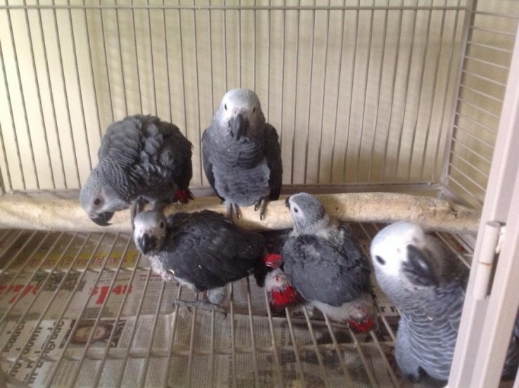 African Grey Parrots