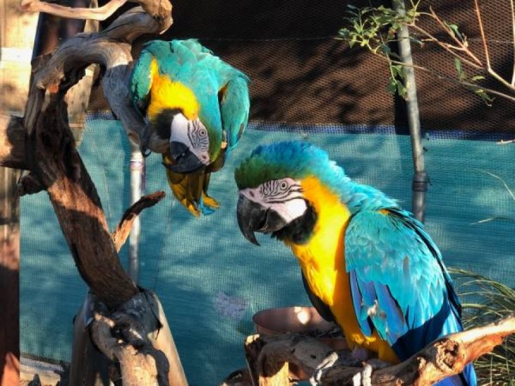 Blue and Gold Macaw Parrots