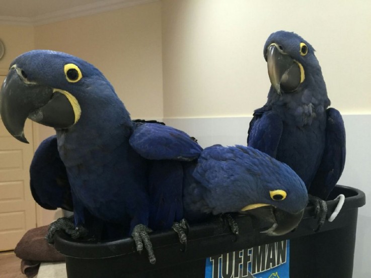 Hyacinth Macaw Parrots