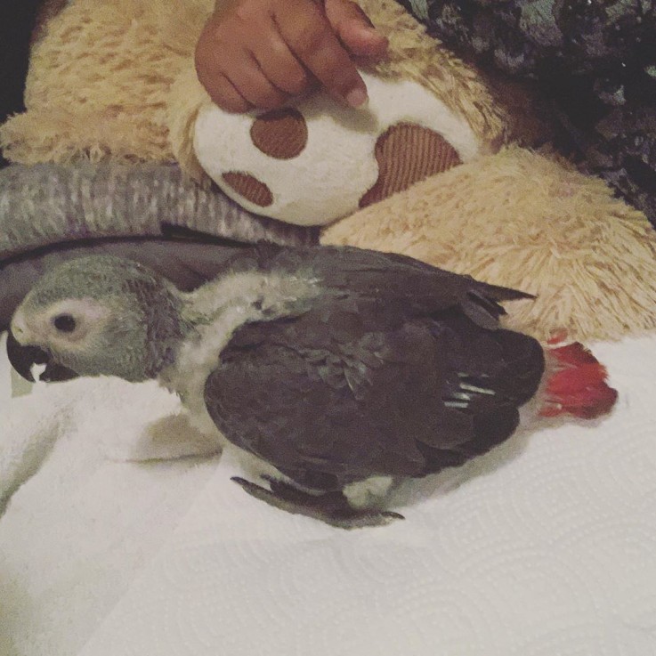 African grey parrot, red tail parrot