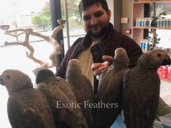 Hand Reared African Grey Parrots For Sal