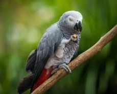 AFRICAN GREY PARROTS FOR SALE