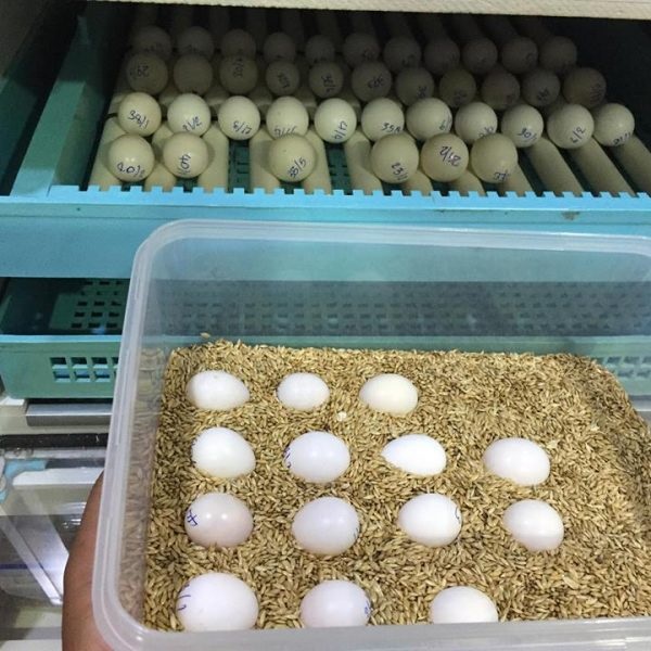 Parrot eggs for hatching from Europe.