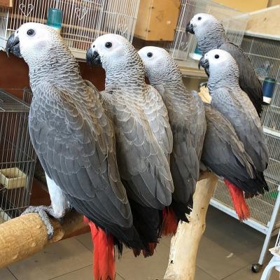 Super Tame African Grey Boy