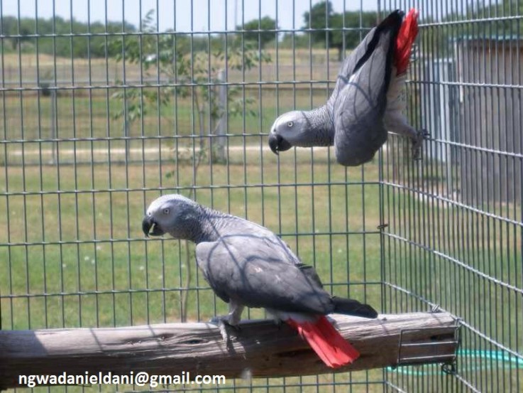 Pair of Talking African Grey parrots