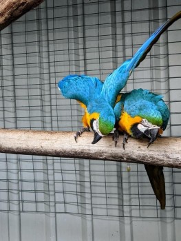 A Pair of Blue and Gold Macaws parrots