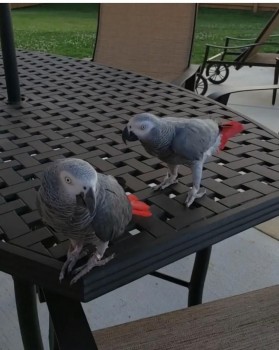 A Pair of Talking African Grey Parrots