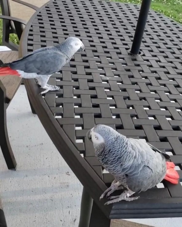 A Pair of Talking African Grey Parrots