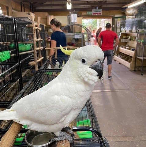 Male and Female Umbrella Cockatoos