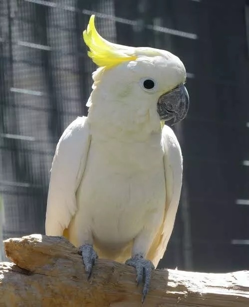 Male and Female Umbrella Cockatoos