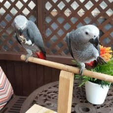 African Grey parrots for sale.