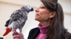 African Grey youngsters Negotiable 