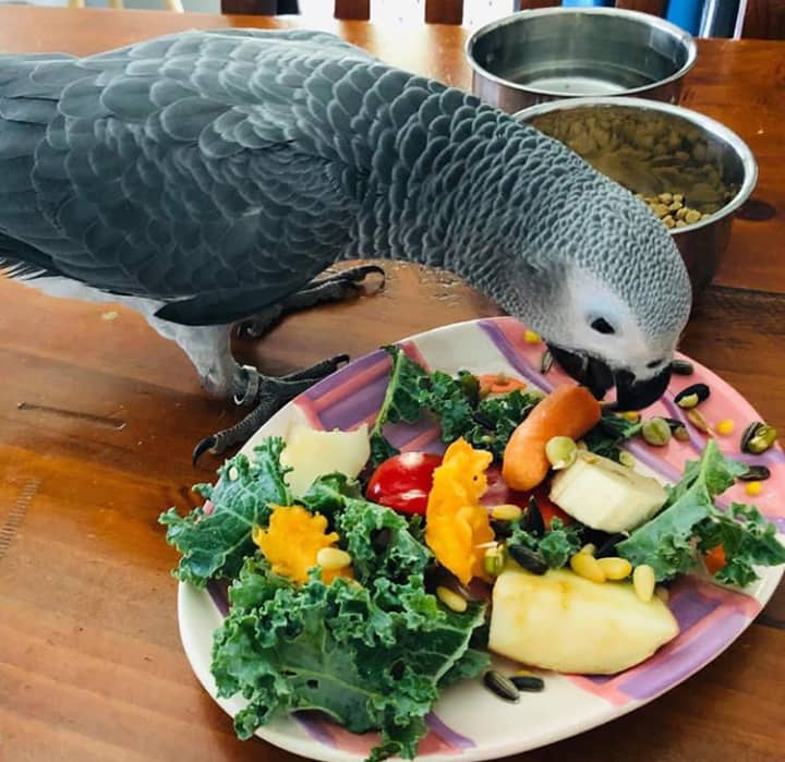  3 Pair Of African Greys