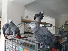 Hand Reared Baby African Grey