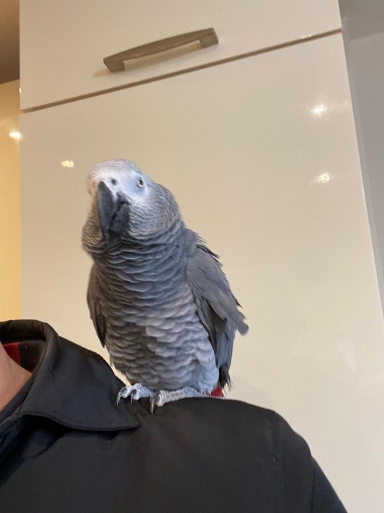 Tamed Baby African Grey For Sale