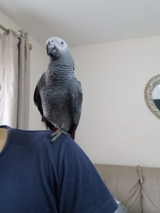  3 Pair Of African Greys