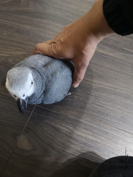  3 Pair Of African Greys