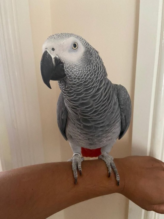 African Grays parrots Reddy!!