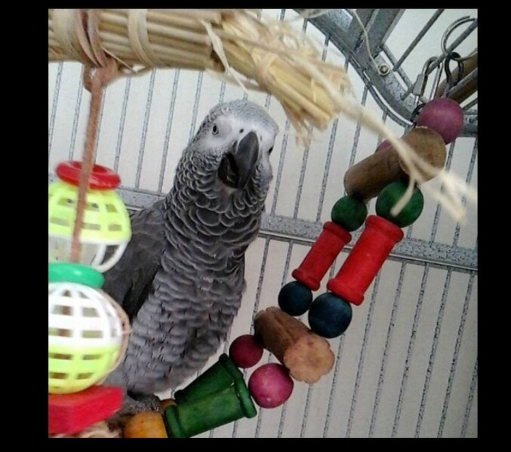 African grey parrot for sale in Virginia