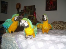 Blue and Gold Macaw parrots for sale